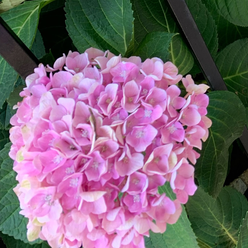 Meet your Posher, Shaun